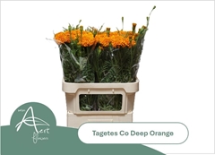 Tagetes Coco Deep Orange 80cm