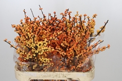 Ilex Verticillata Magical Cresgold 80cm