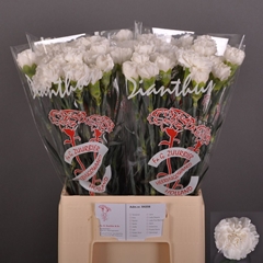 Dianthus Single Antarctica 60cm