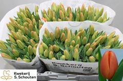 Tulip Single Orange Juice 35cm 33gr.