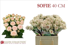 Rosa Spray Sweet Sofie 40cm 3+