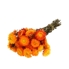 Dried Flowers Helichrysum 45cm 100g