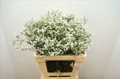 Limonium Sinense China White 60cm 30gr.
