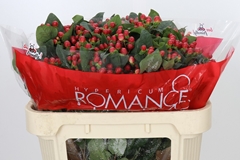 Hypericum True Romance 70cm