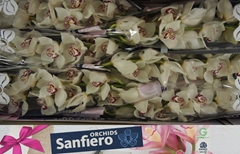 Cymbidium San Elbroes 80cm