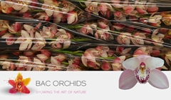 Cymbidium Summer Magic Pink 80cm