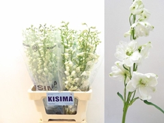 Delphinium Double Guardian White 70cm