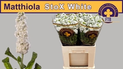 Matthiola Phantom White 63cm