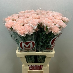 Dianthus Single Hanoi 65cm