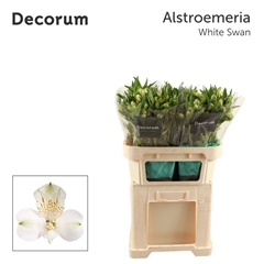 Alstroemeria White Swan 75cm 100gr.