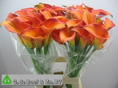 Zantedeschia Morning Sun 70cm