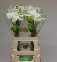 Zantedeschia Crystal Blush 60cm