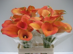 Zantedeschia Captain Brunello 60cm