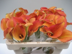 Zantedeschia Captain Brunello 50cm