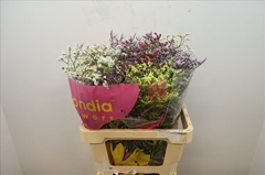 Limonium Sinense Diamond Mix 60cm 30gr.