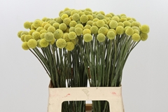Craspedia Yellow 60cm