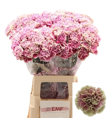 Dianthus Single Antigua 70cm