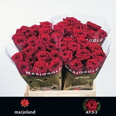 Rosa Red Naomi! 40cm