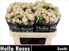 Rosa Spray Sushi 70cm 7+