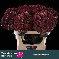 Hydrangea Pink Ruby Classic 80cm 20-22cm Hd