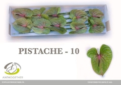 Anthurium Pistache 15cm Hd