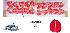 Anthurium Rambla 9cm Hd