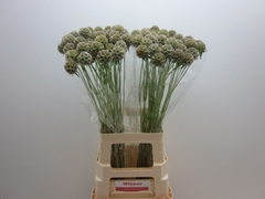 Scabiosa Stellata 70cm