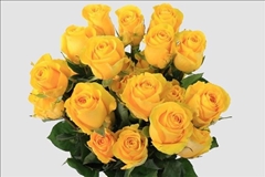 Rosa Brighton 50cm
