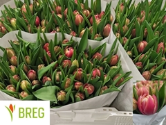 Tulip Double Columbus 35cm 25gr.