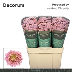 Chrysanth Santini Ellison Sweet 55cm 44gr.