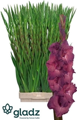 Gladiolus Indian Summer 110cm 180gr.