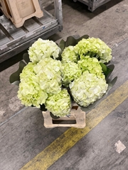 Hydrangea Lemon Green 60cm 16cm Hd