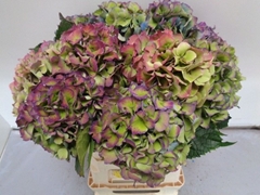 Hydrangea Royal Love Classic Blue 60cm 13-15cm Hd