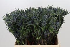 Eryngium Planum 70cm