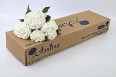 Hydrangea White 60cm 17cm Hd
