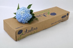 Hydrangea Natural Light Blue 60cm 17cm Hd