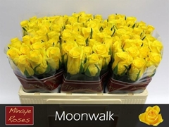 Rosa Moonwalk 50cm