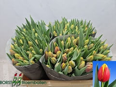 Tulip Single Rambo 45cm 55gr.