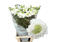 Scabiosa Focal Scoop White Improved 70cm