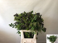 Ligustrum Ovalifolium Winter Jewel 60cm