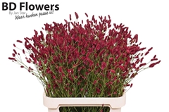 Sanguisorba Strawberry Dream 90cm