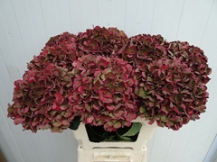 Hydrangea Pink Ruby Classic 60cm 15-17cm Hd