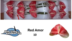 Anthurium Red Amor 15cm Hd