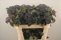 Viburnum Dark Blue Hermania 80cm