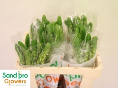 Ornithogalum Thyrsoides Milky Way 50cm