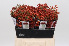 Rosa Autumn Rosefruits 40cm