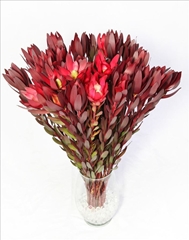 Leucadendron Safari Sunset 80cm