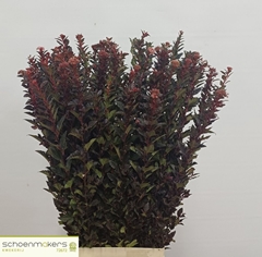 Physocarpus Magical Sweet Cherry 80cm