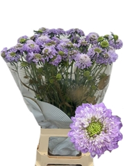 Scabiosa Dark Lavender Bon Bon Scoop 65cm