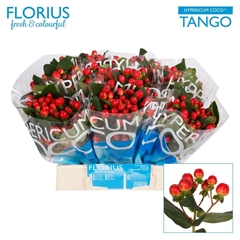 Hypericum Coco Tango 40cm